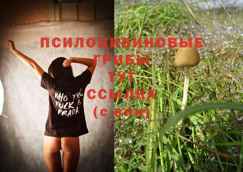 Галлюциногенные грибы Psilocybe Киренск